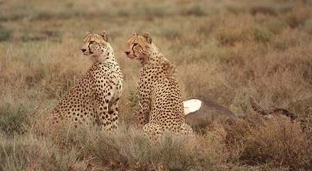 Geoparden in Afrika - Serengeti Safari, Tansania