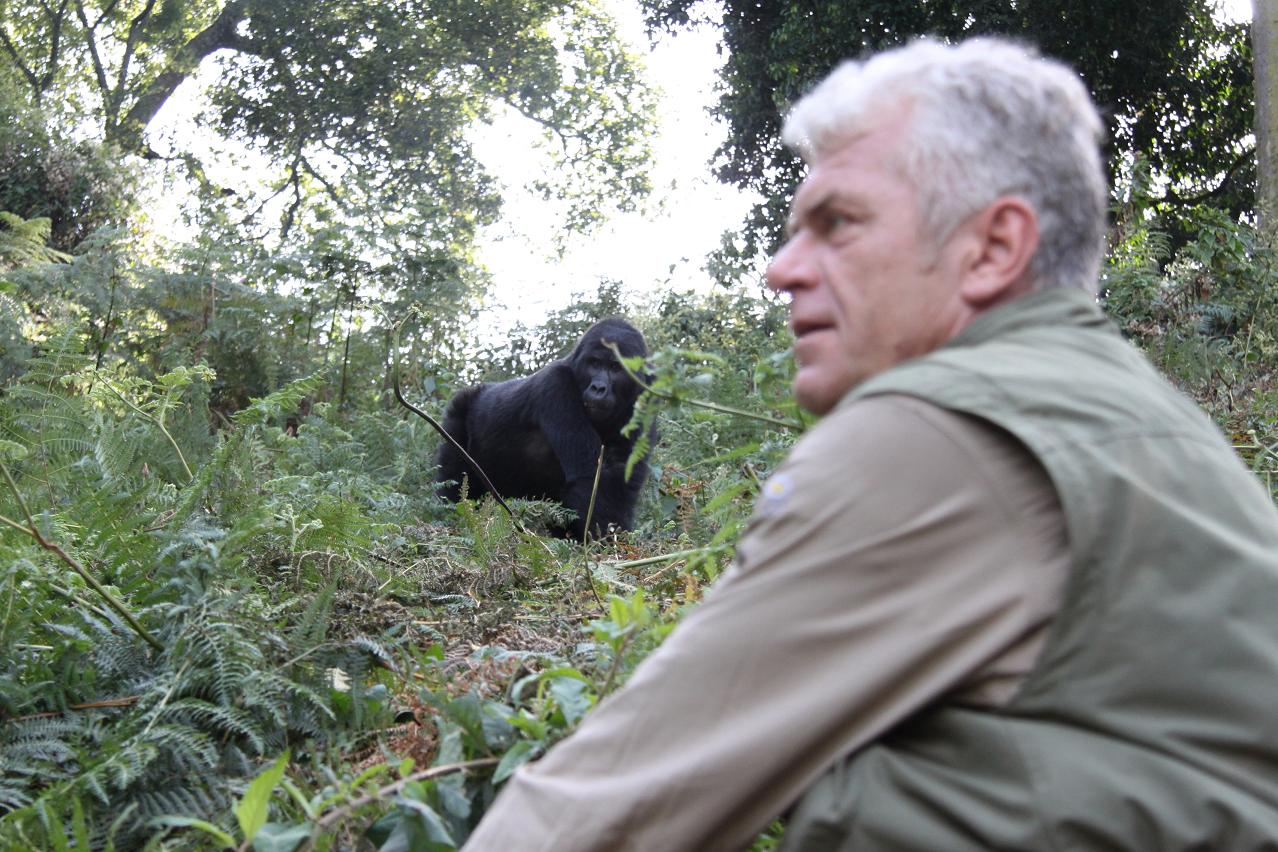 Gorilla Trekking - Erlebnis - Uganda